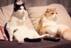 吃瓜养猫,揭秘猫咪的“美食”世界