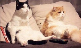 吃瓜养猫,揭秘猫咪的“美食”世界