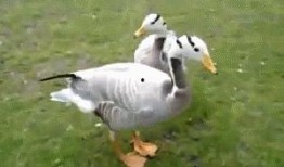 影视吃瓜鸭,揭秘“吃瓜鸭”背后的娱乐真相