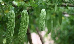 发烧可以吃凉瓜,凉瓜助力发烧康复