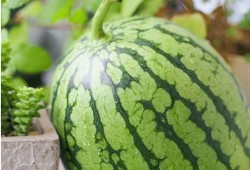 上海陈学姐吃瓜,揭秘网络舆论背后的真相