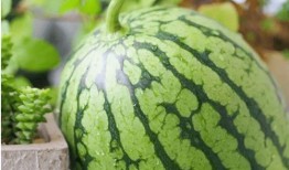 上海陈学姐吃瓜,揭秘网络舆论背后的真相