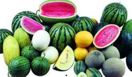 广州大源吃瓜,一场热闹非凡的“吃瓜”盛事