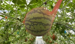 辽东武林吃瓜,吃瓜群众眼中的江湖传奇