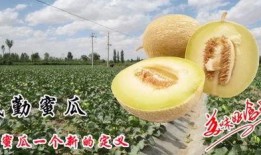 民勤种树吃瓜,种树与吃瓜的生态奇迹