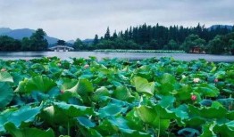 揭阳榕西湖吃瓜,夏日消暑吃瓜新地标