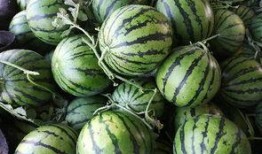 砀山吃瓜详情,一场味蕾与视觉的双重盛宴