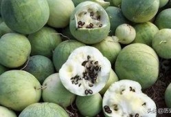 嗑瓜的吃瓜,揭秘吃瓜背后的趣味与真相