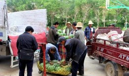 凤岭吃瓜群众事迹