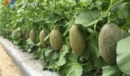 宁波最新吃瓜事件,揭秘背后惊人真相