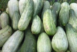 酥瓜怎么吃最好,这样吃最过瘾！