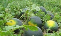 写纸条吃瓜,揭秘写纸条吃瓜的趣味生活