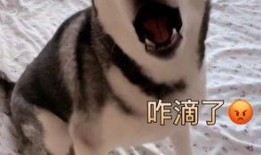 死鬼吃瓜小说,揭秘神秘世界中的诡异事件与离奇传说