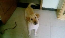 歪着脑袋吃瓜,揭秘网络热点的趣味与真相