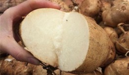 早上吃土瓜好吗,开启健康活力一天的秘密