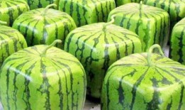 曰本瓜杂个吃,杂食新体验