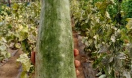 学步桥吃瓜,夏日里的欢乐时光