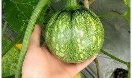 广西魅魔吃瓜,揭秘网络热传事件背后的真相