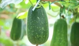 苍玄吃瓜嗑瓜,瓜界风云录