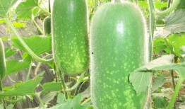 吃瓜叮当吃瓜,揭秘娱乐圈那些不为人知的瓜皮故事