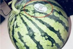 西华网红吃瓜,揭秘网络红人的幕后故事