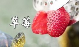 吃瓜龟宝,揭秘娱乐圈的“瓜田”趣事