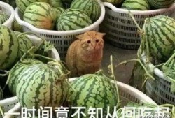 可以吃瓜的手机,揭秘那些让人欲罢不能的吃瓜神器