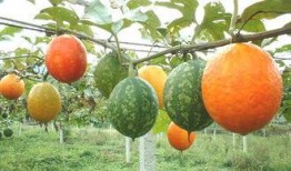 吊瓜应该怎么吃,解锁美味新体验