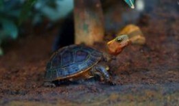 吃瓜龟宝,揭秘娱乐圈的“瓜田”趣事