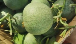 团池吃瓜,揭秘娱乐圈背后的那些事儿