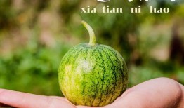 佑瓜怎么吃,解锁美味新体验