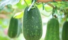 中医吃瓜的好处,中医视角下的吃瓜益处揭秘