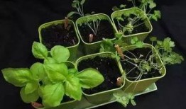 保定理工吃瓜,一场“吃瓜”事件背后的真相揭秘