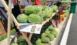 梁山吃瓜的视频,揭秘梁山好汉的日常生活与趣事