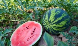 吃瓜又吃瓜小说,揭秘吃瓜背后的神秘世界