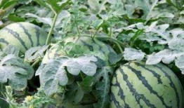 鸡王母吃瓜,鸡王母的瓜田奇遇记