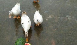 影视吃瓜鸭,揭秘“吃瓜鸭”背后的娱乐真相