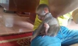 猴吃瓜搞笑视频