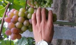 北京葡萄园吃瓜,北京葡萄园夏日吃瓜盛宴