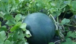 台州天台吃瓜事件,一场引发热议的网络狂欢