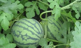 刚烈吃瓜,揭秘娱乐圈的麻辣鲜香