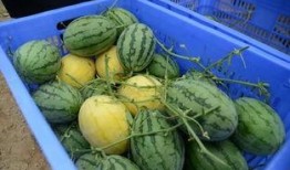 吃瓜大赛吃西瓜