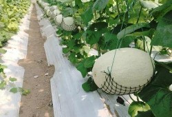 江浙吃瓜,吃瓜群众的味蕾盛宴