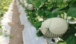 江浙吃瓜,吃瓜群众的味蕾盛宴