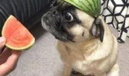 假装吃瓜聊天,一场假装吃瓜的趣味聊天盛宴