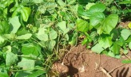 吃大土瓜 咯,探寻民间美食的独特魅力