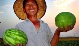 探城计划吃瓜,揭秘城市中的“吃瓜”文化