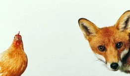 狐狸吃瓜2号,揭秘神秘瓜果背后的奇幻之旅