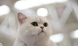 吃瓜养猫,揭秘猫咪的“美食”世界