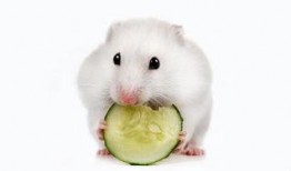 仓鼠吃瓜图片大全,仓鼠吃瓜图片大全集锦